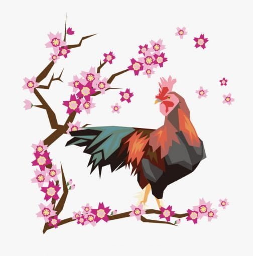 樱桃树下的鸡