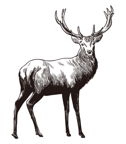 Deer in the forest / Drawing