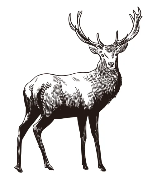 Ciervo en el bosque / Dibujo