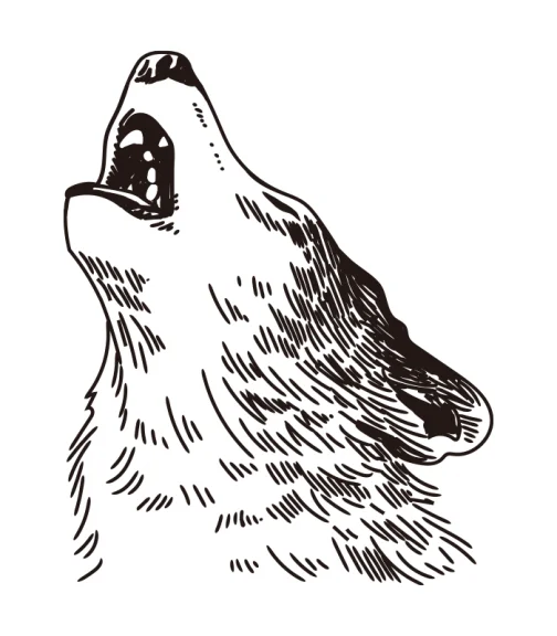 Heulender Wolf / Zeichnung