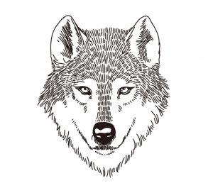 Wolf face / Drawing | ai illustrator file | US$5.00 each | Ai & PNG File