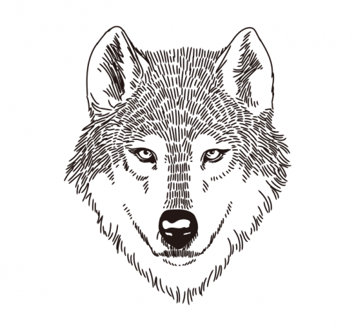 Wolf gezicht / Tekening