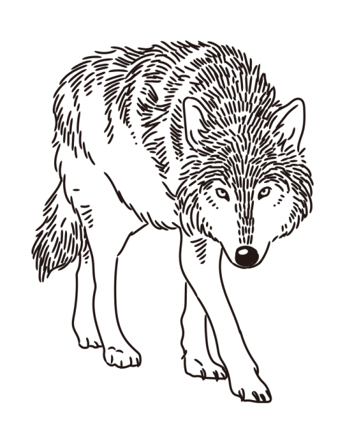 Wolf / Kruipende wolf / Huilende wolf / Tekening