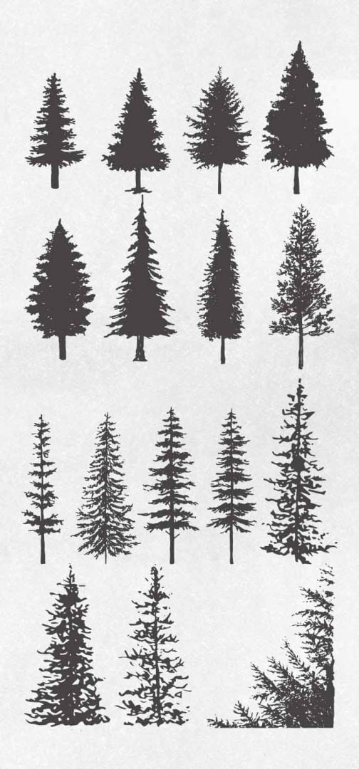 Набор силуэтов хвойных деревьев / Рисунок