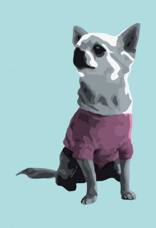 Chihuahua vestido