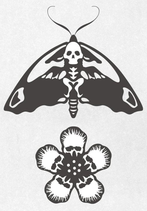 Totenkopf-Schmetterling und Totenkopf-Blume / Zeichnung