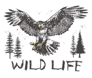 Red tailed hawk 01 / Drawing