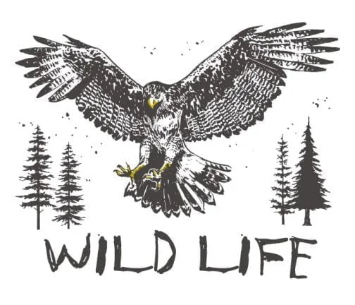 Red tailed hawk 01 / Drawing