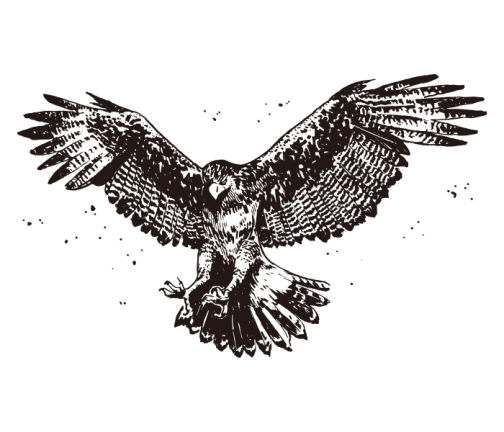 Red tailed hawk 01 / Drawing