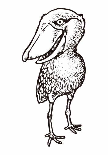 Shoebill, A Bird That Hardly Moves   Drawing 