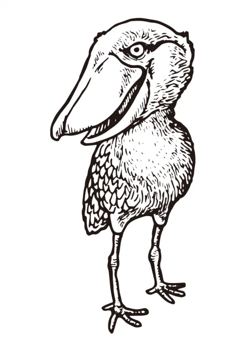 Schuhschnabel, ein Vogel, der sich kaum bewegt / Zeichnung