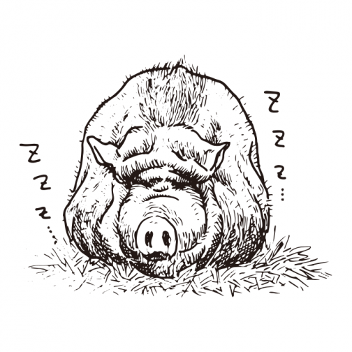 Fressen und schlafen, um ein Schwein zu werden / Zeichnung