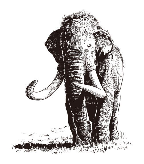 猛犸象（Mammuthus columbi）具有强大的力量/绘图