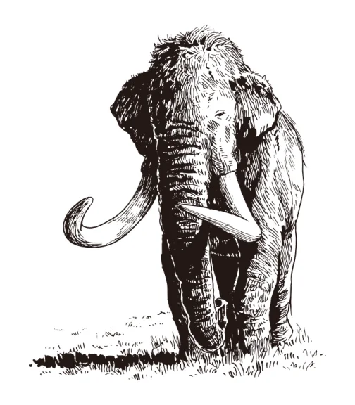 Mammoth (Mammuthus columbi) with great power / Drawing