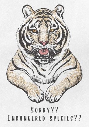 مجموعة من نمرين / رسم