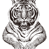 Conjunto de dos tigres / Dibujo - Imagen 3