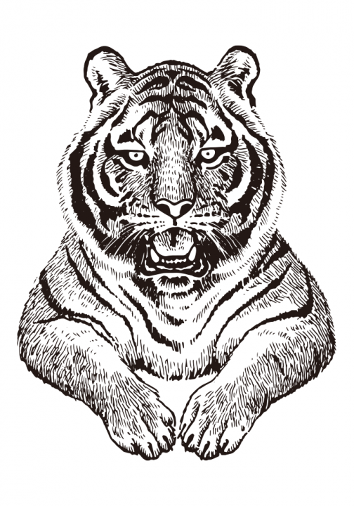 Conjunto de dois tigres / Desenho