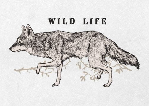 Walking coyote / Drawing