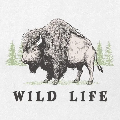 Bison et conifère / dessin de bison américain