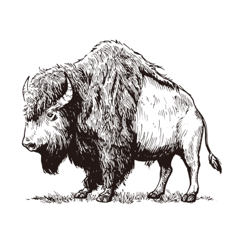 Buffalo and conifer / American bison drawing