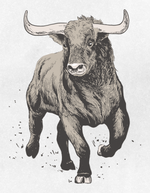 Vaca de corrida / Desenho