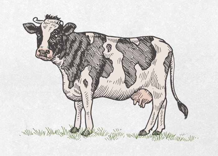 Calf baby cow Drawing by Loren Dowding - Fine Art America