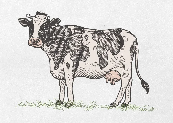 dairy cow drawing