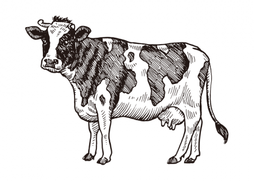 घास पर खड़ी दुधारू गाय / रेखाचित्र
