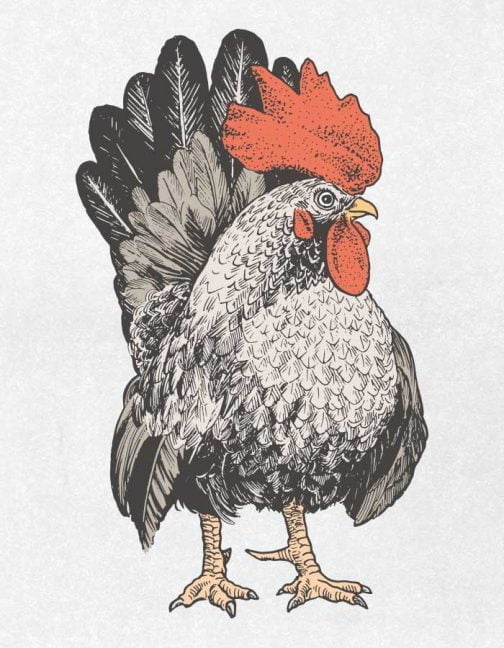 Standing rooster / Drawing
