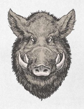 Faccia di cinghiale / Disegno