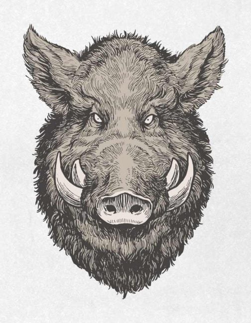 猪 / イノシシの顔 / イラスト