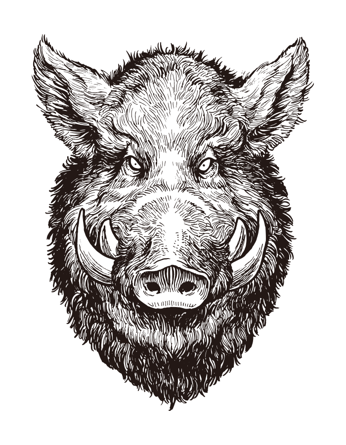 Wild Boar face / Drawing | ai illustrator file | US$5.00 each | Ai