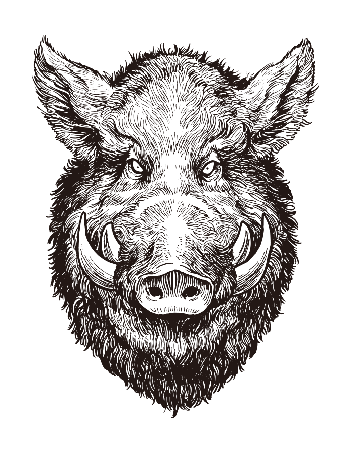 Boar Head Drawing