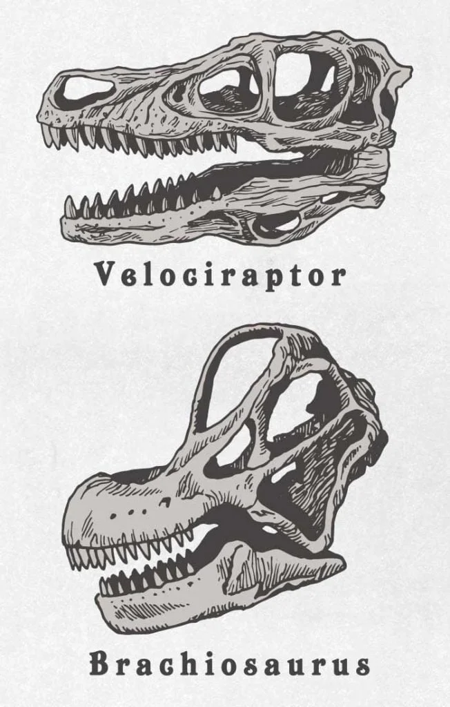 Osso de dinossauro (esqueleto) 02 / Desenho