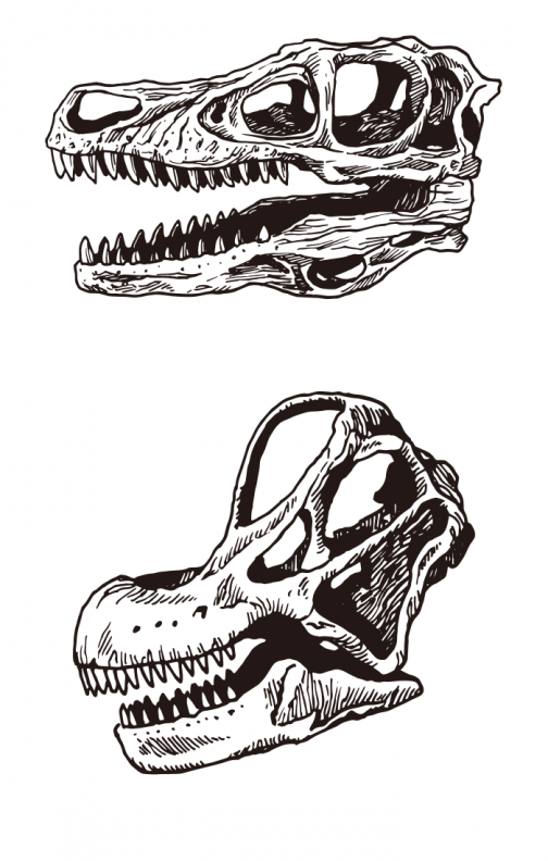 Dinosaur bone (skeleton) 01 / Drawing