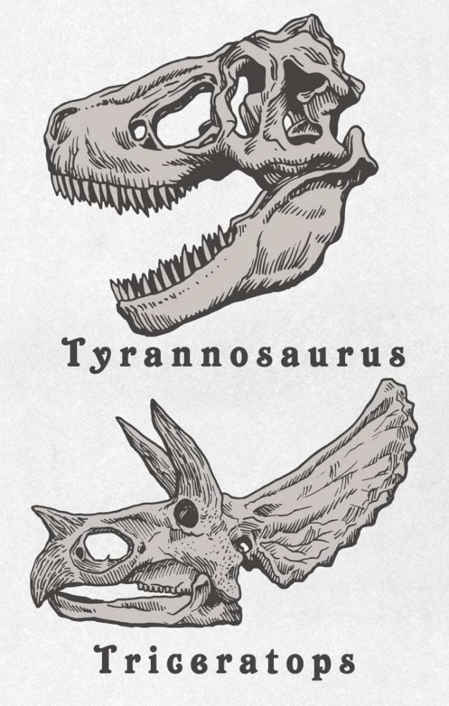 Hueso de dinosaurio (esqueleto) 02 / Dibujo | ai illustrator file | US$  each | Ai & PNG File