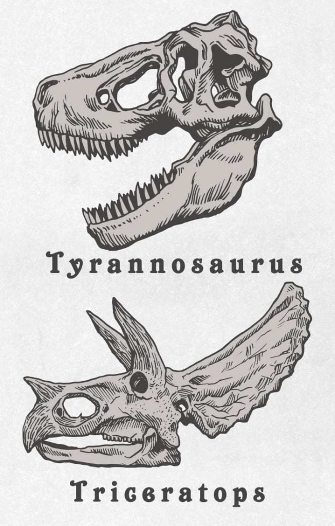 Dinossauro Tiranossauro Rex 02 / Esqueleto de corpo inteiro / Desenho, ai  illustrator file, US$5.00 each