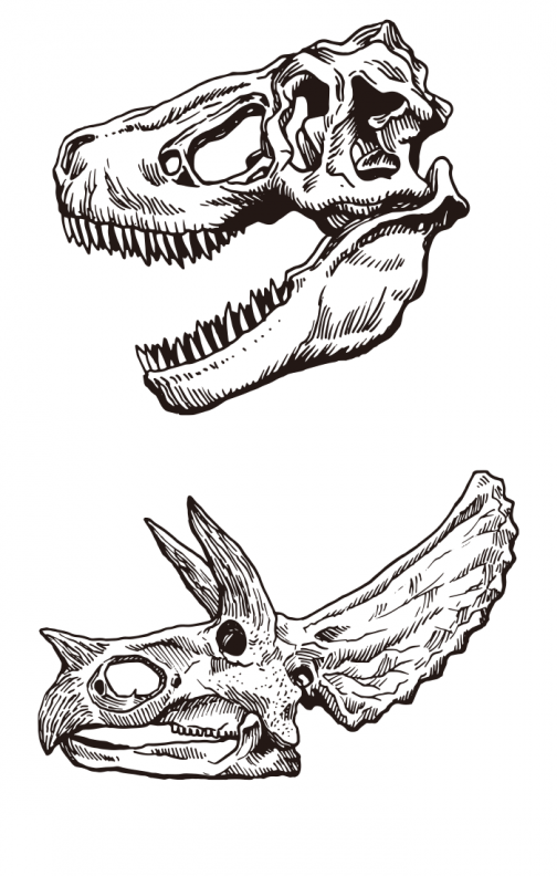 Dinosaur bone (skeleton) 02 / Drawing