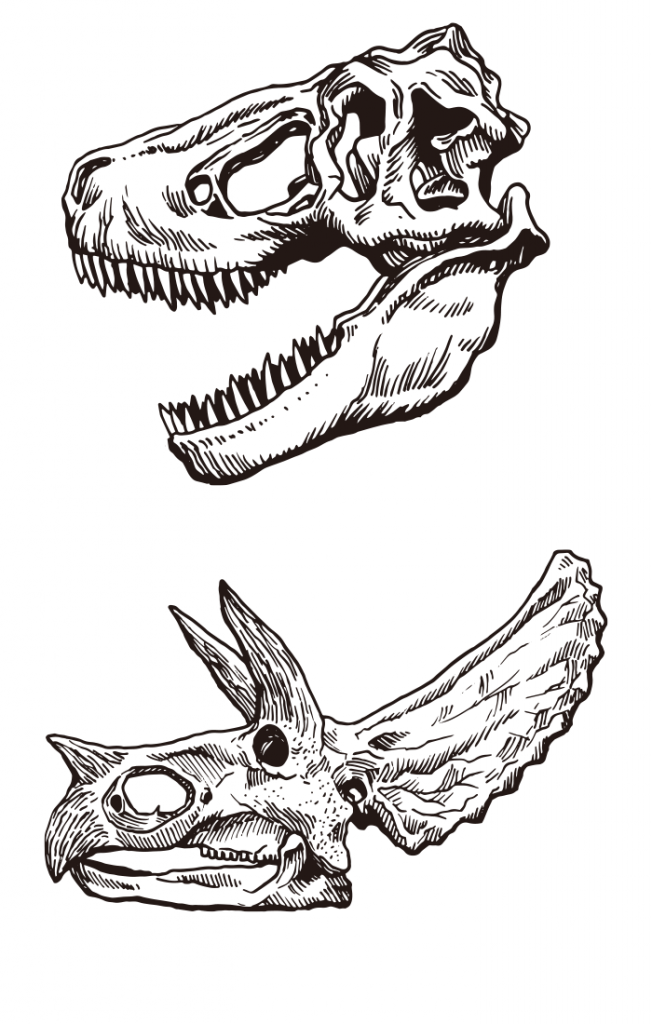 Dinosaur bone (skeleton) 02 / Drawing ai illustrator file US5.00