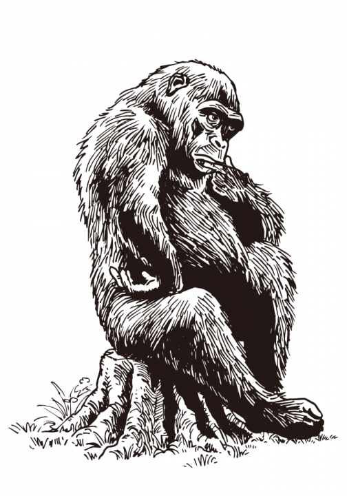 Chimpanzé a pensar usando um boné de graduação / Desenho