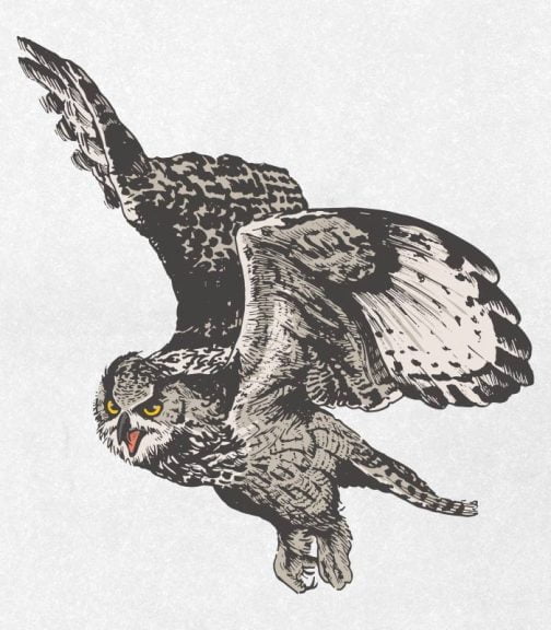 Eagle owl / Drawing