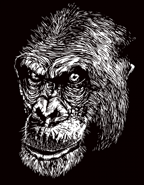 Chimpanzee lurking in the dark / Drawing