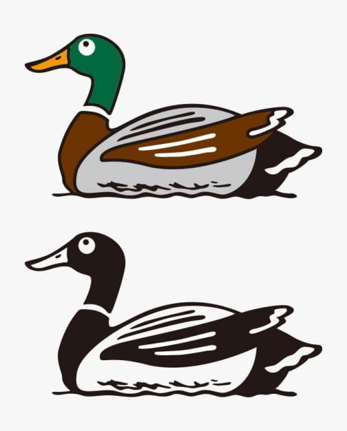 Pato Mallard Duck