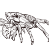 Caranguejo rocha vermelha (outro nome: Sally Lightfoot Crab) / Desenho - Image 2