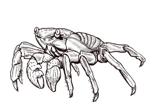 Red rock crab (another name:Sally Lightfoot Crab) / Drawing