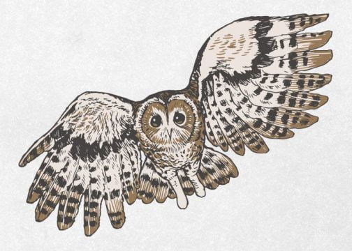 Tawny Owl fluttering / Drawing