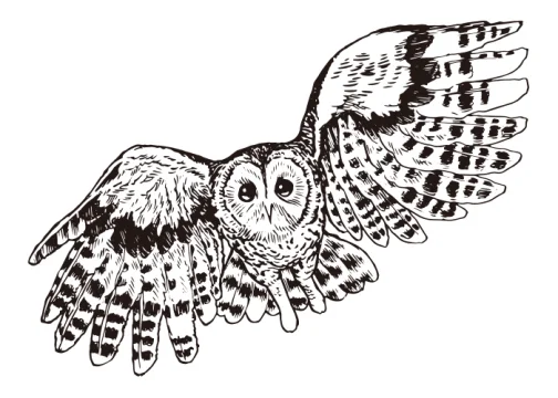 Tawny Owl fluttering / Drawing