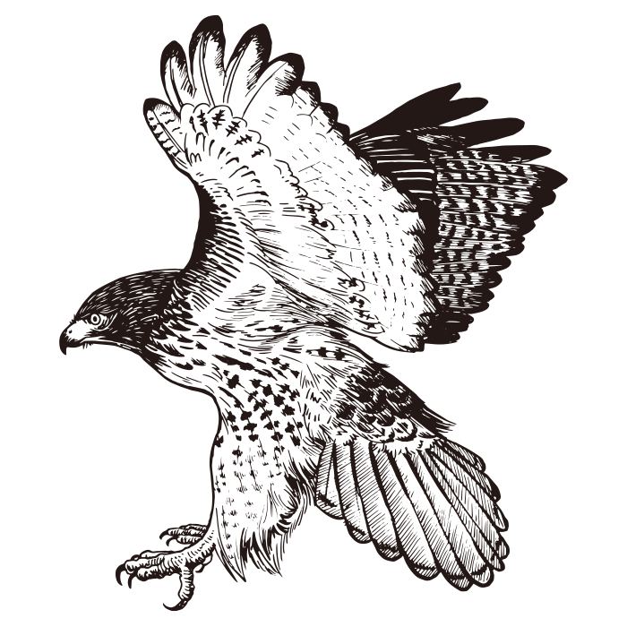 Red Tailed Hawk 03 Eagle Drawing Ai Illustrator File US 5 00 Each 