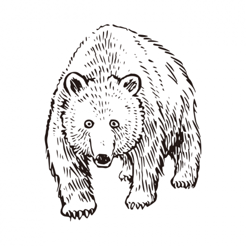 Handgeschreven grizzly / Tekening