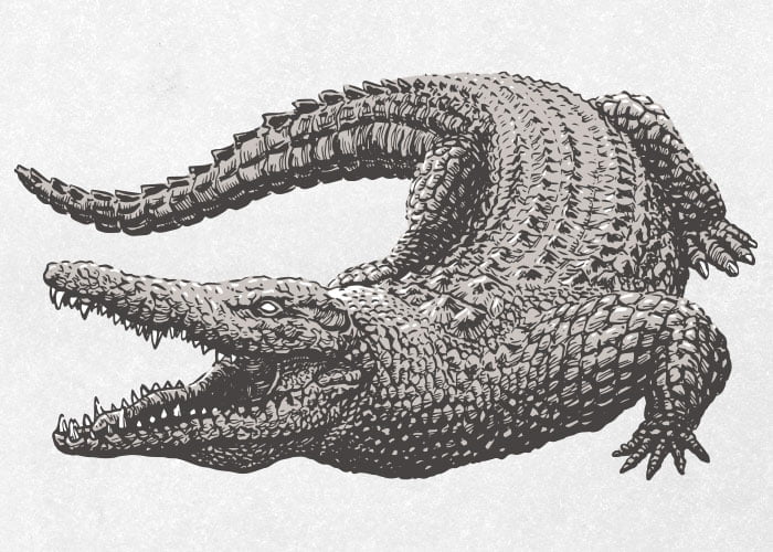 Crocodile with open mouth / Drawing | ai illustrator file | US$5.00